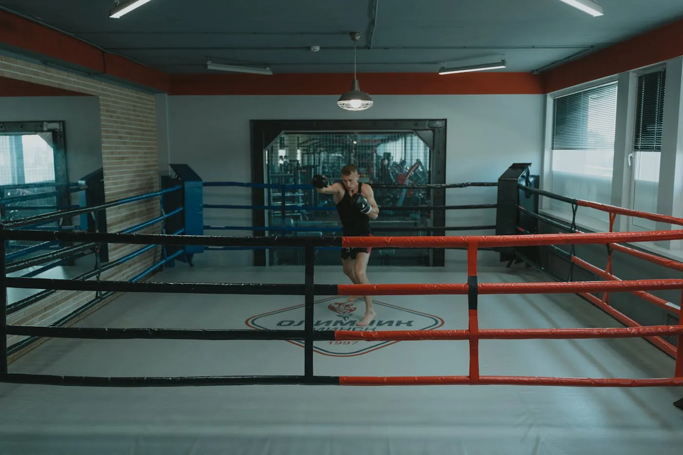 Boxer in competition preparation